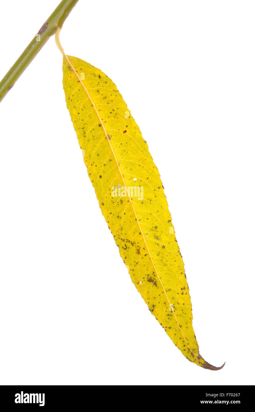 Unico Giallo autunno foglie isolati su sfondo bianco Foto Stock