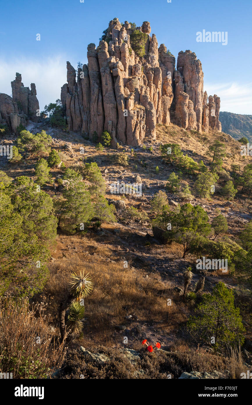 Fiori di cactus vicino al Tercer Cañada nella Sierra de Organos, Zacatecas, Messico. Foto Stock