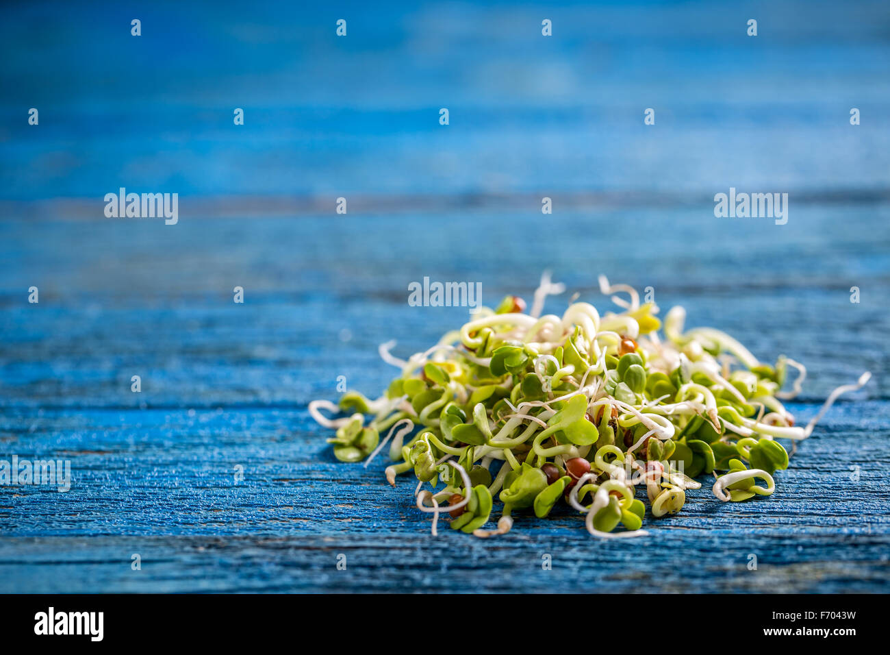 Cumulo di germogliato di semi di ramolaccio blu su sfondo di legno Foto Stock