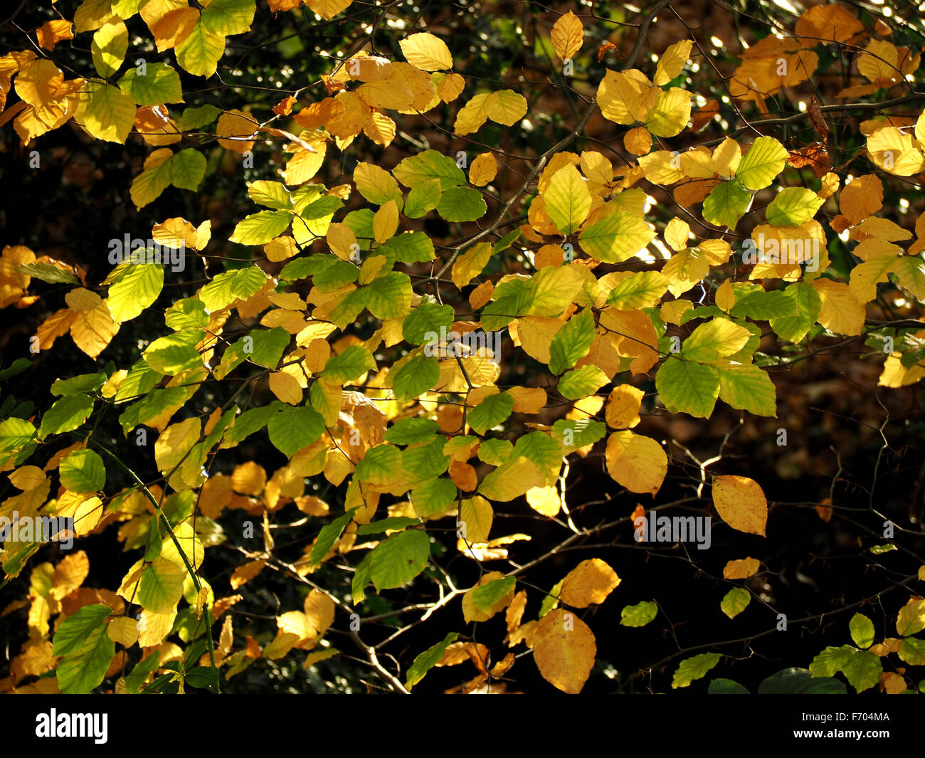 Tipica immagine romantica di oro giallo e verde modello di molte foglie di autunno contro un oscuro sfondo ombreggiato Foto Stock