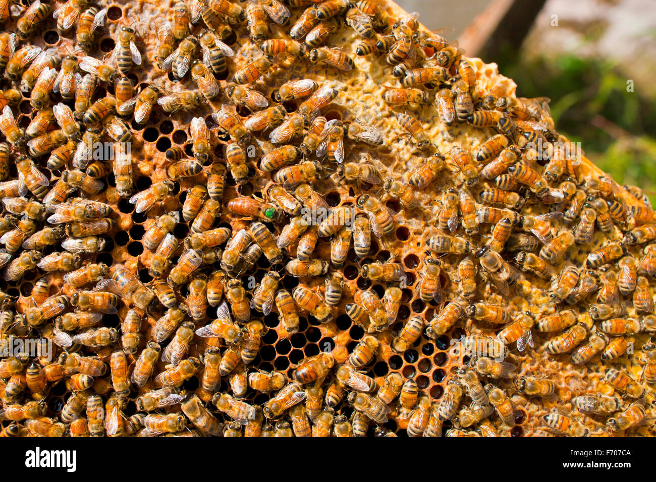 Un'ape è un lavoratore diligente e impollinatori; Foto Stock