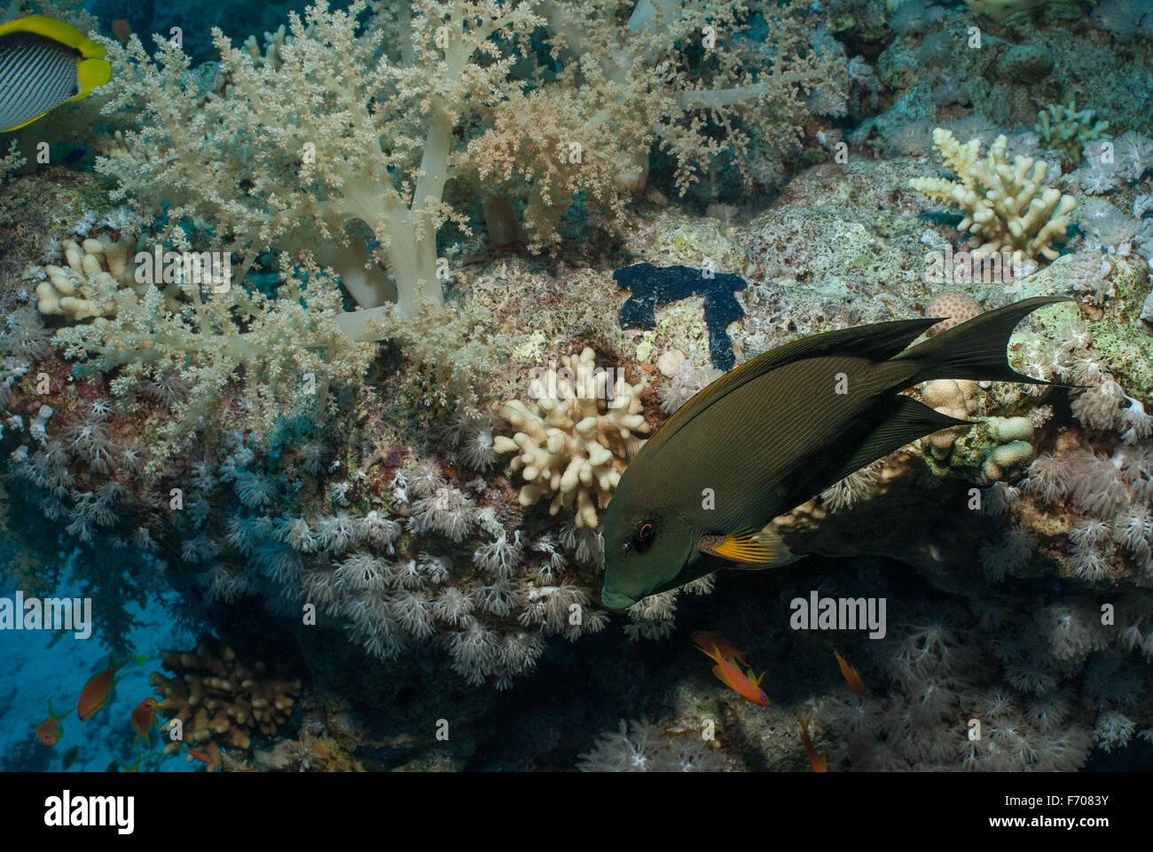 Striped bristeltooth, Ctenochaetus striatus, Acanthuridae, surgeonfish, Sharm el Sheikh, Mar Rosso, Egitto Foto Stock