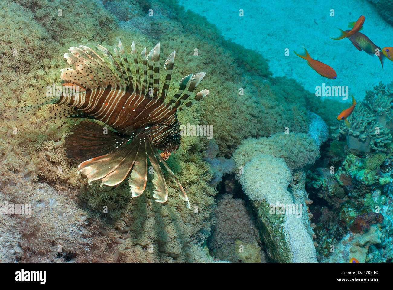 Leone, Pterois miles, Scopenidae, Sharm el Sheikh, Mar Rosso, Egitto pesci di scogliera pesci Roberto Nistri orizzontale subacquea Foto Stock
