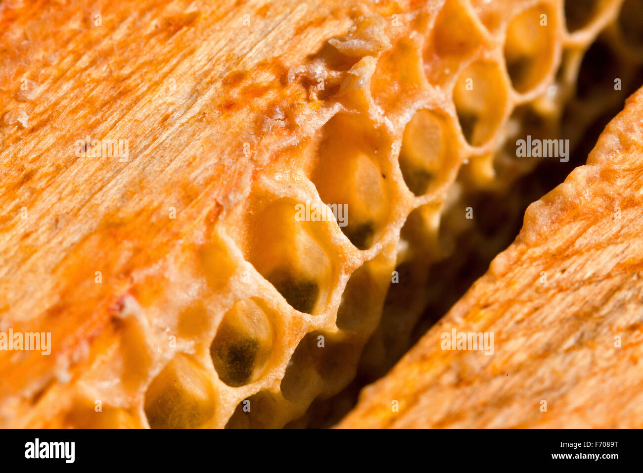 Un'ape è un lavoratore diligente e impollinatori; Foto Stock