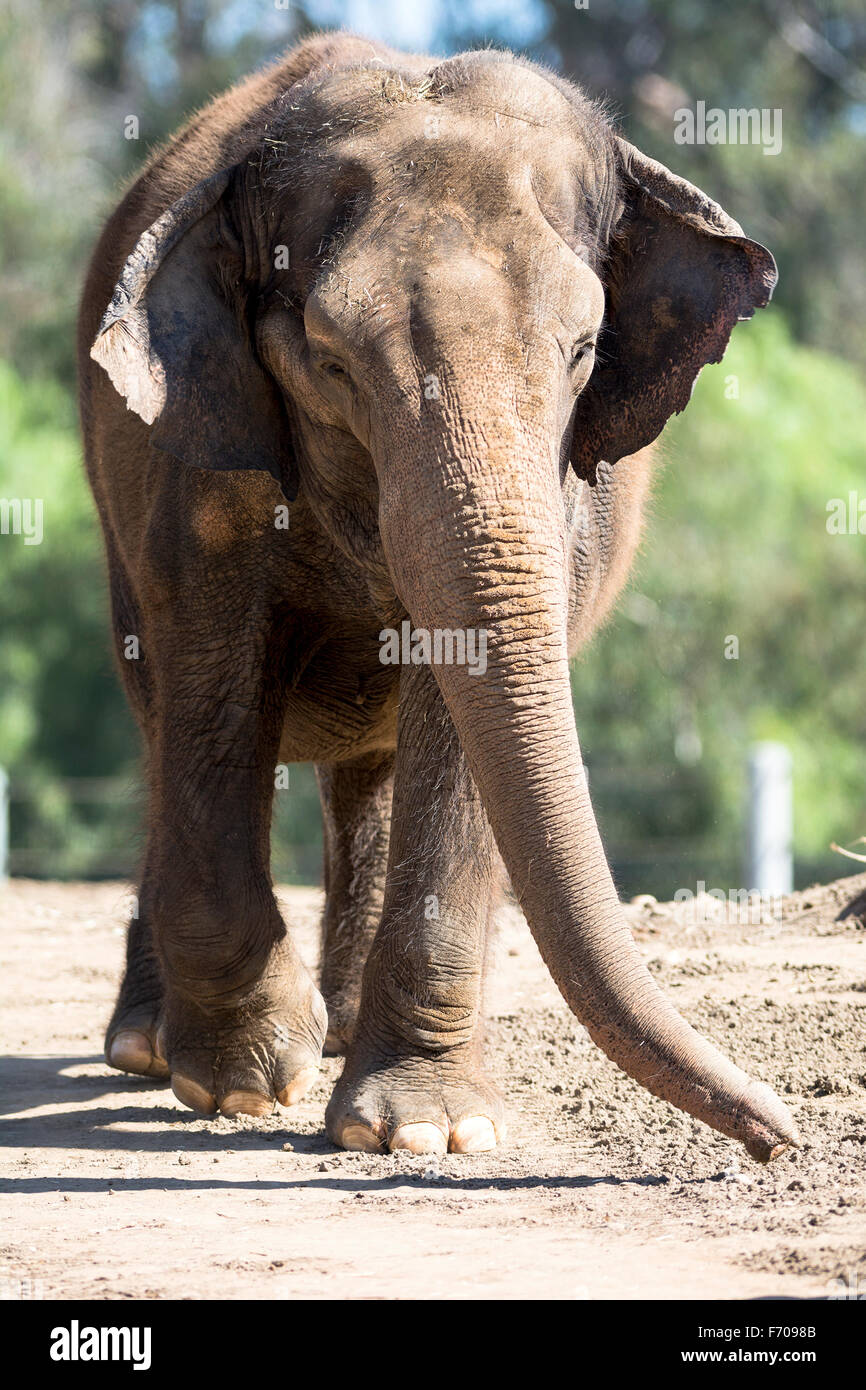 Un gigante di elefante camminando su un percorso sterrato verso un foro di irrigazione Foto Stock