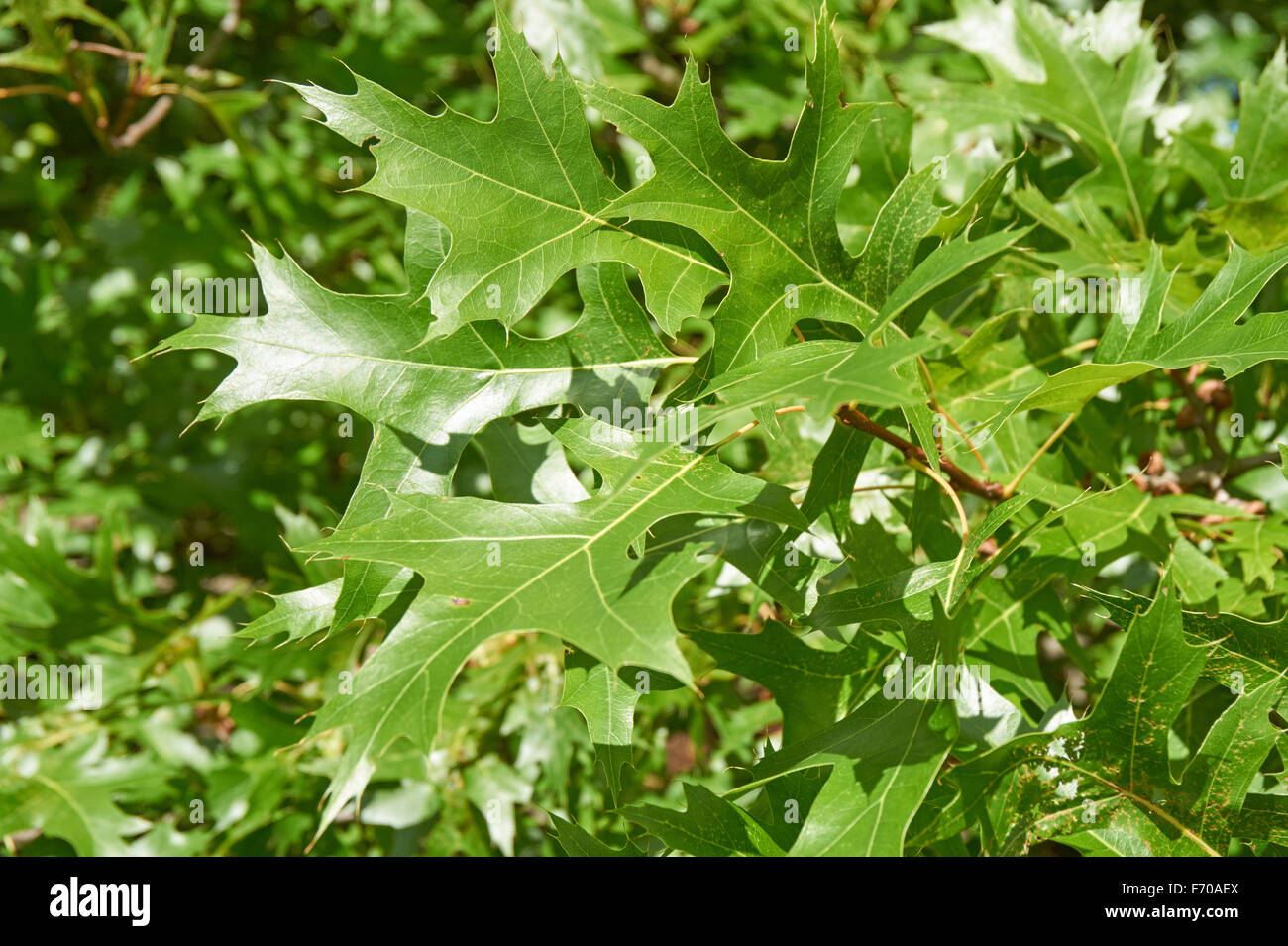 Scarlatto, Quercus coccinea, foglie verdi da vicino Foto Stock