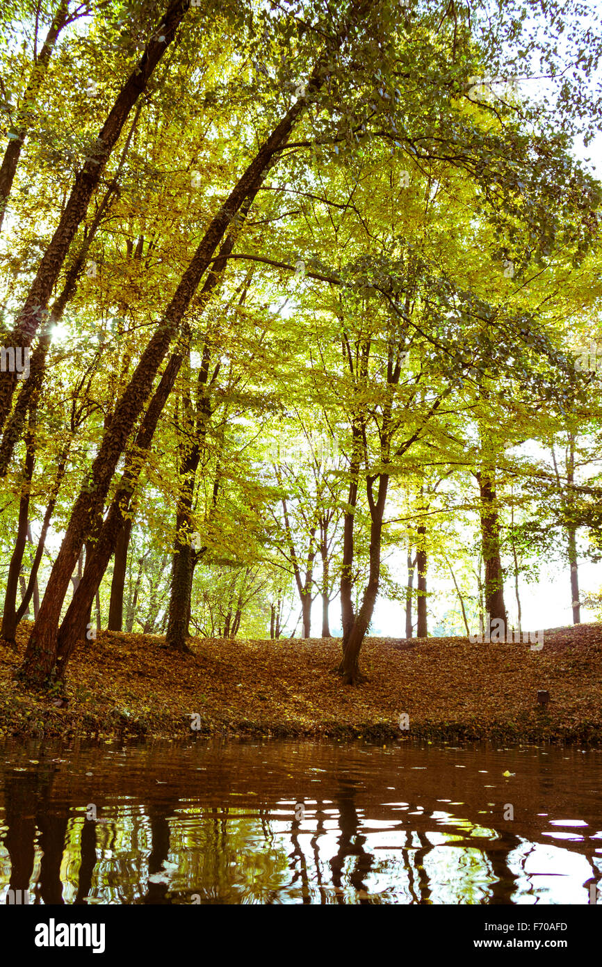 Foglie cadenti d'autunno. Vigevano. Italia Foto Stock