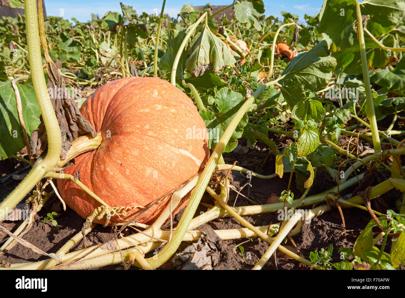 Organici di Zucche crescono su campo Foto Stock