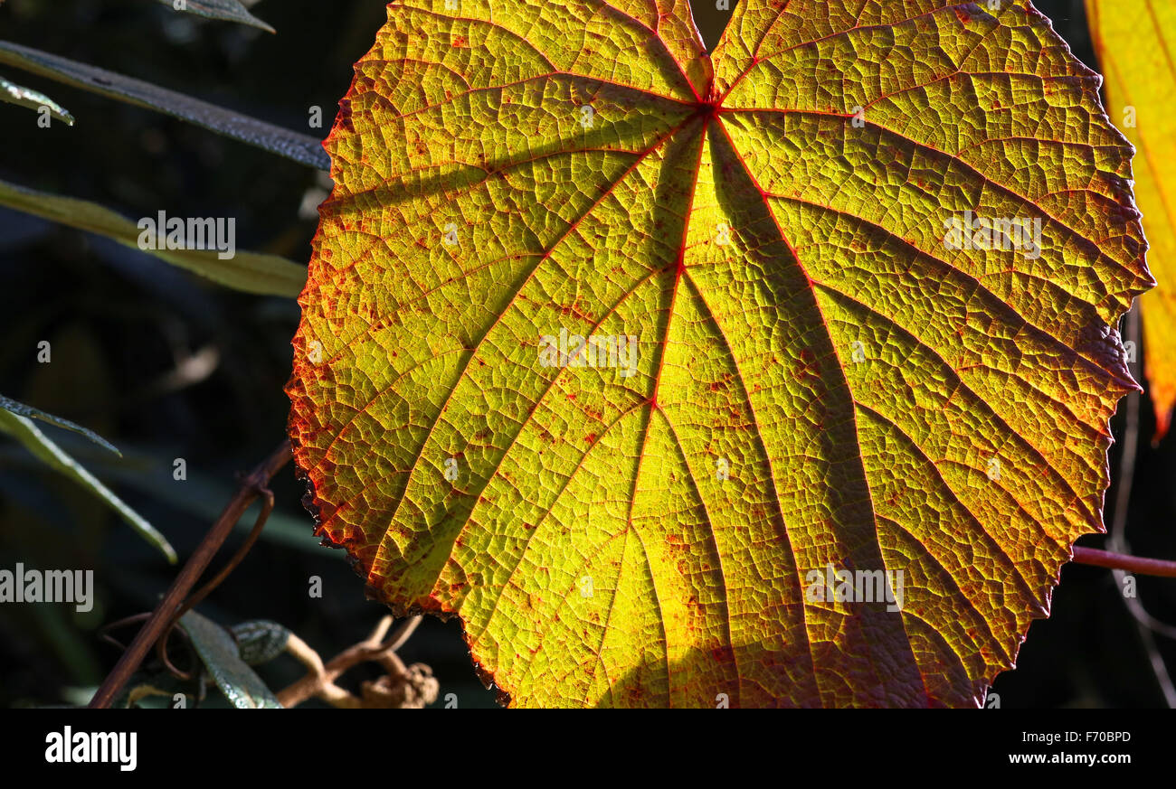 Giallo, arancione e rosso Foglie di autunno sulla giornata di sole in Oxford University parchi, rientrano il paesaggio con le foglie colorate, bella Foto Stock