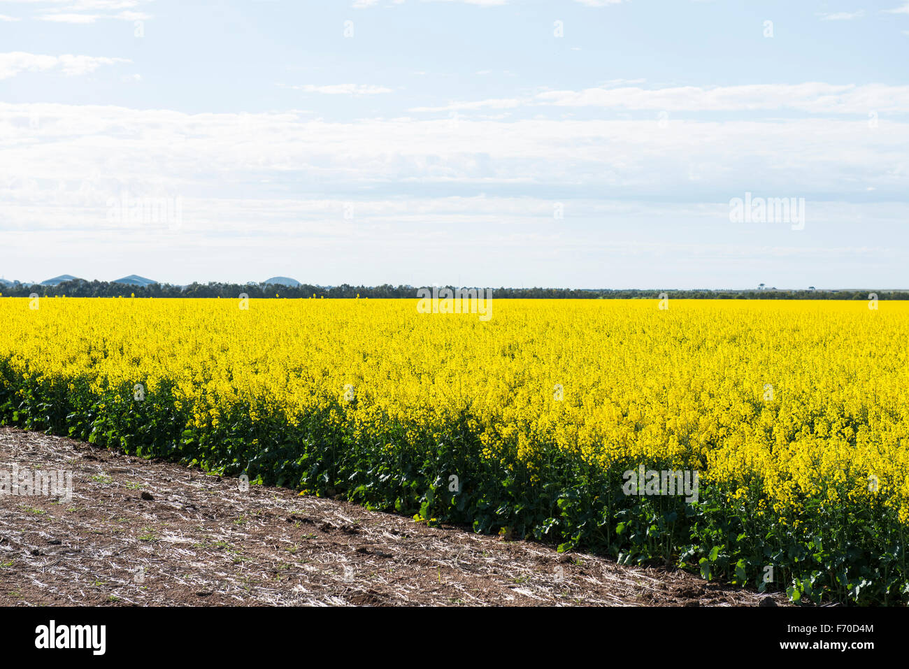 Raccolto di canola in Victoria, Australia Foto Stock Raccolto di canola in Victoria, Australia Foto Stock