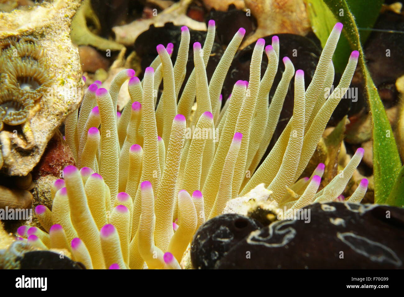 Creatura del mare, i tentacoli di gigante Mar dei Caraibi anemone, Condylactis gigantea, Messico Foto Stock