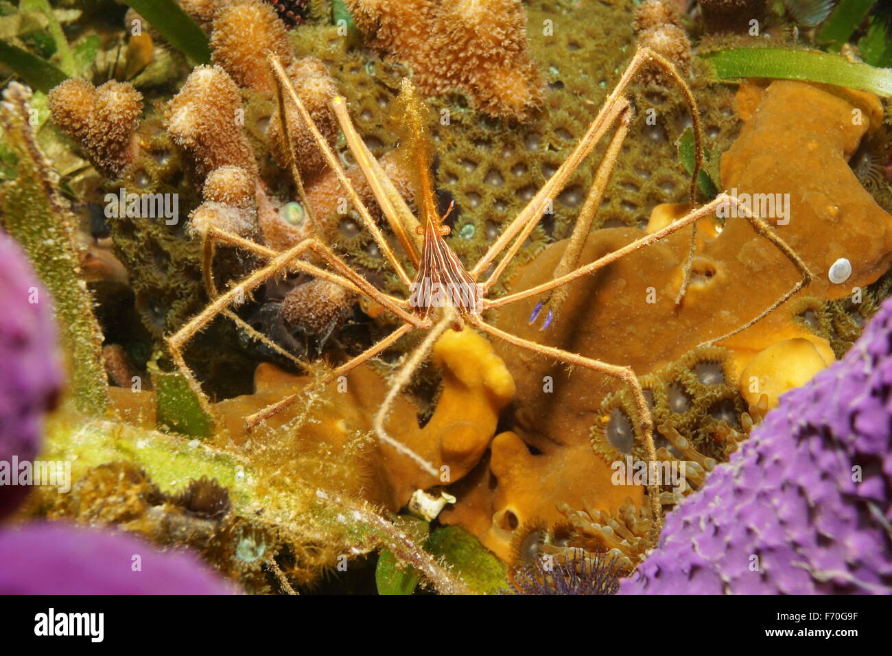 Una freccia yellowline granchio Stenorhynchus seticornis, strano animale subacqueo con gambe lunghe, Mar dei Caraibi Foto Stock