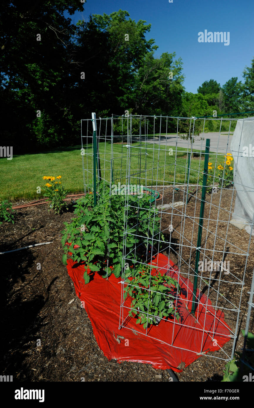 Rosso riflettente film di pacciamatura plastica aumenta la resa di pomodoro  in giardino. Purdue Extension-Marion County Giardino dimostrativo Foto  stock - Alamy