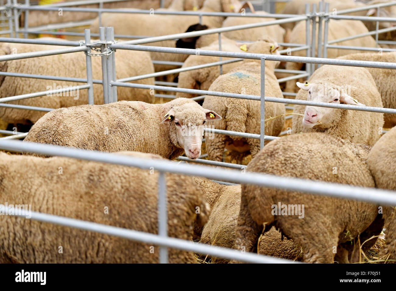 Decine di pecore al pascolo all'interno di una penna in un allevamento di pecore Foto Stock