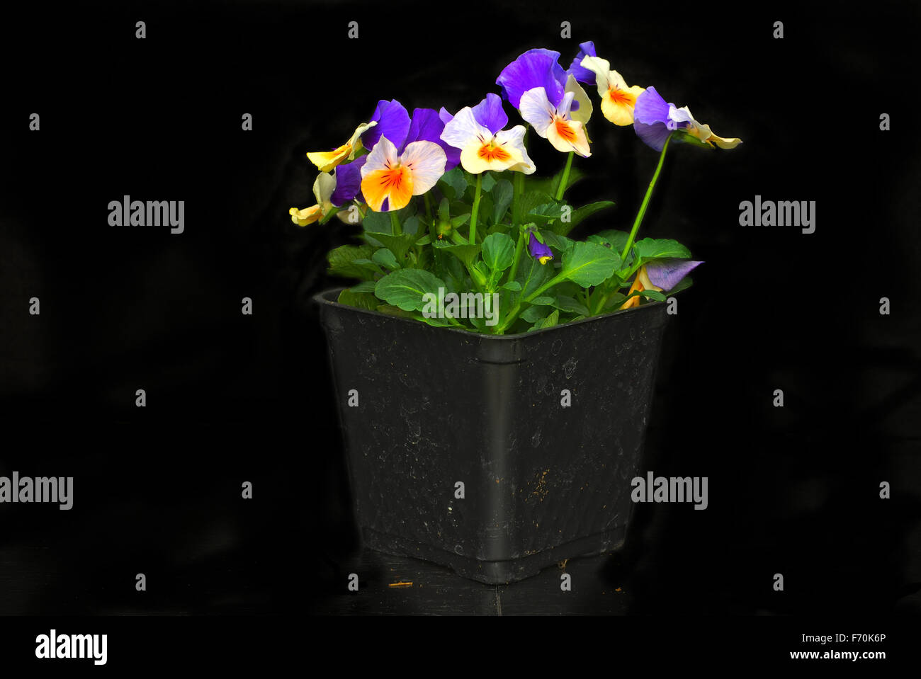Viola e color pesca in pansies pony pack su sfondo nero Foto Stock