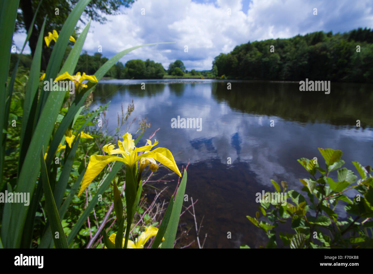 Les Milles etangs riserva naturale a nord-est della Francia Foto Stock