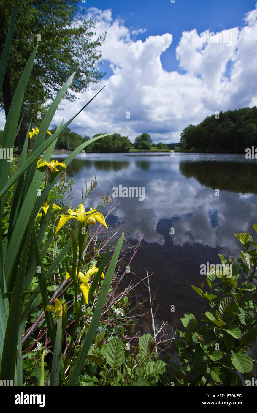 Les Milles etangs riserva naturale a nord-est della Francia Foto Stock