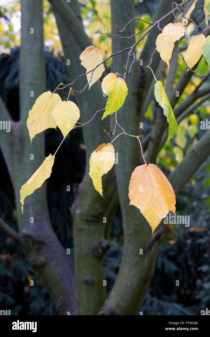 Acer x conspicuum 'Silver vein " Albero in autunno. Foto Stock