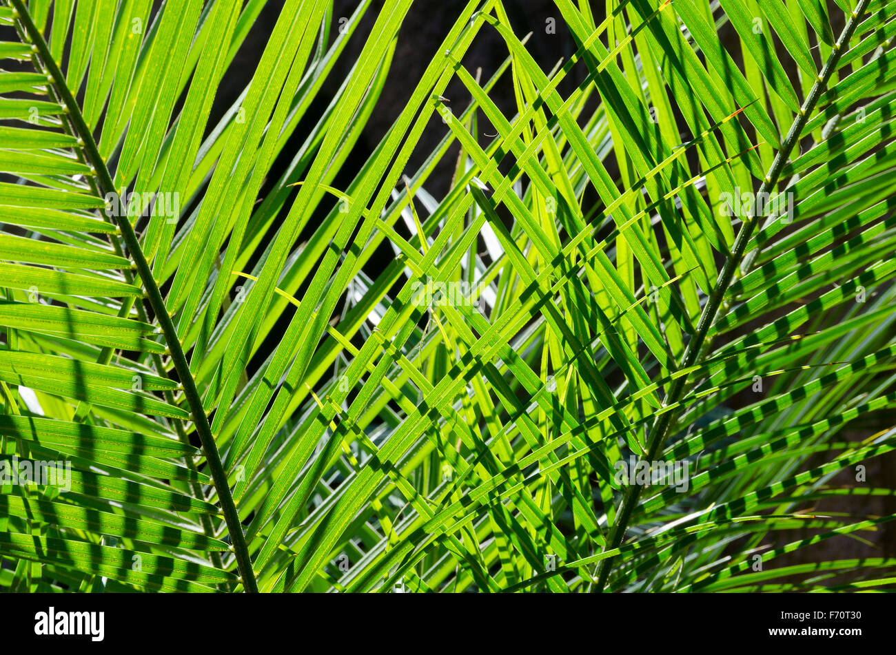 Palm, foglie, Sea World, Surfers Paradise, Gold Coast, Queensland, Australia Foto Stock