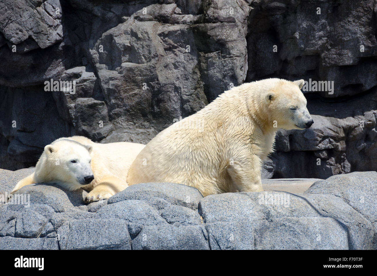 Gli orsi polari al mondo del mare, Surfers Paradise, Gold Coast, Queensland, Australia Foto Stock