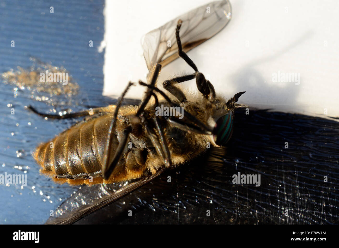 Horse-fly,gad volare,clegg,klegg catturati su fly carta sotto invasione estreme in estate Foto macro Foto Stock