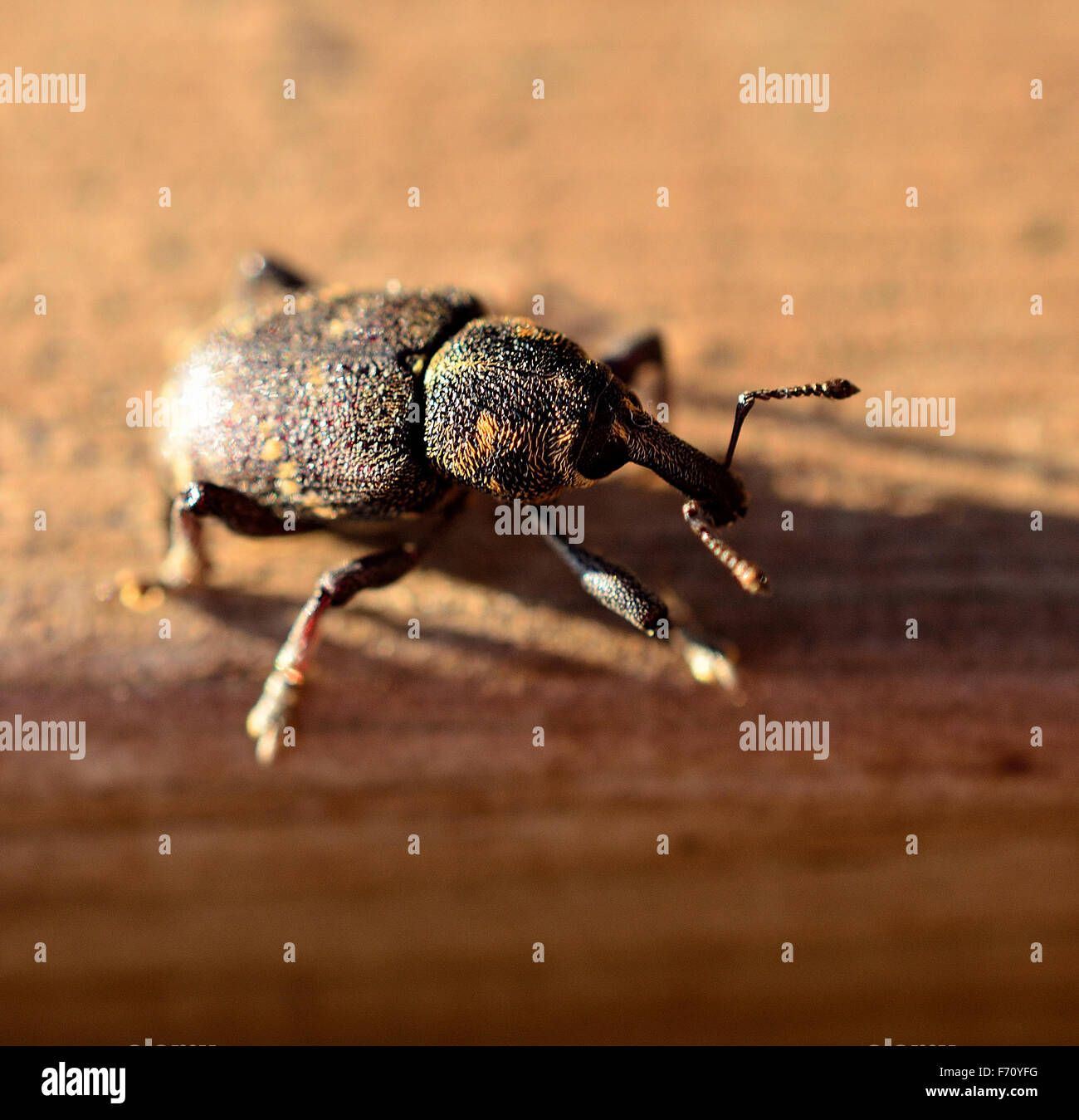 Grosso insetto con hard armor in estate il sole Foto Stock