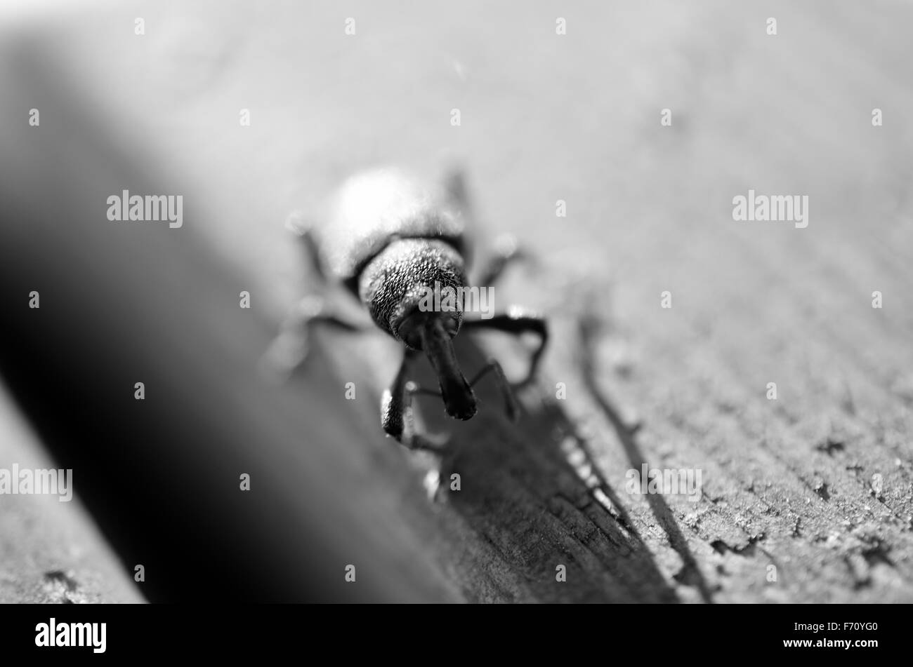 Grande disco insetto in estate il sole macro Foto Stock