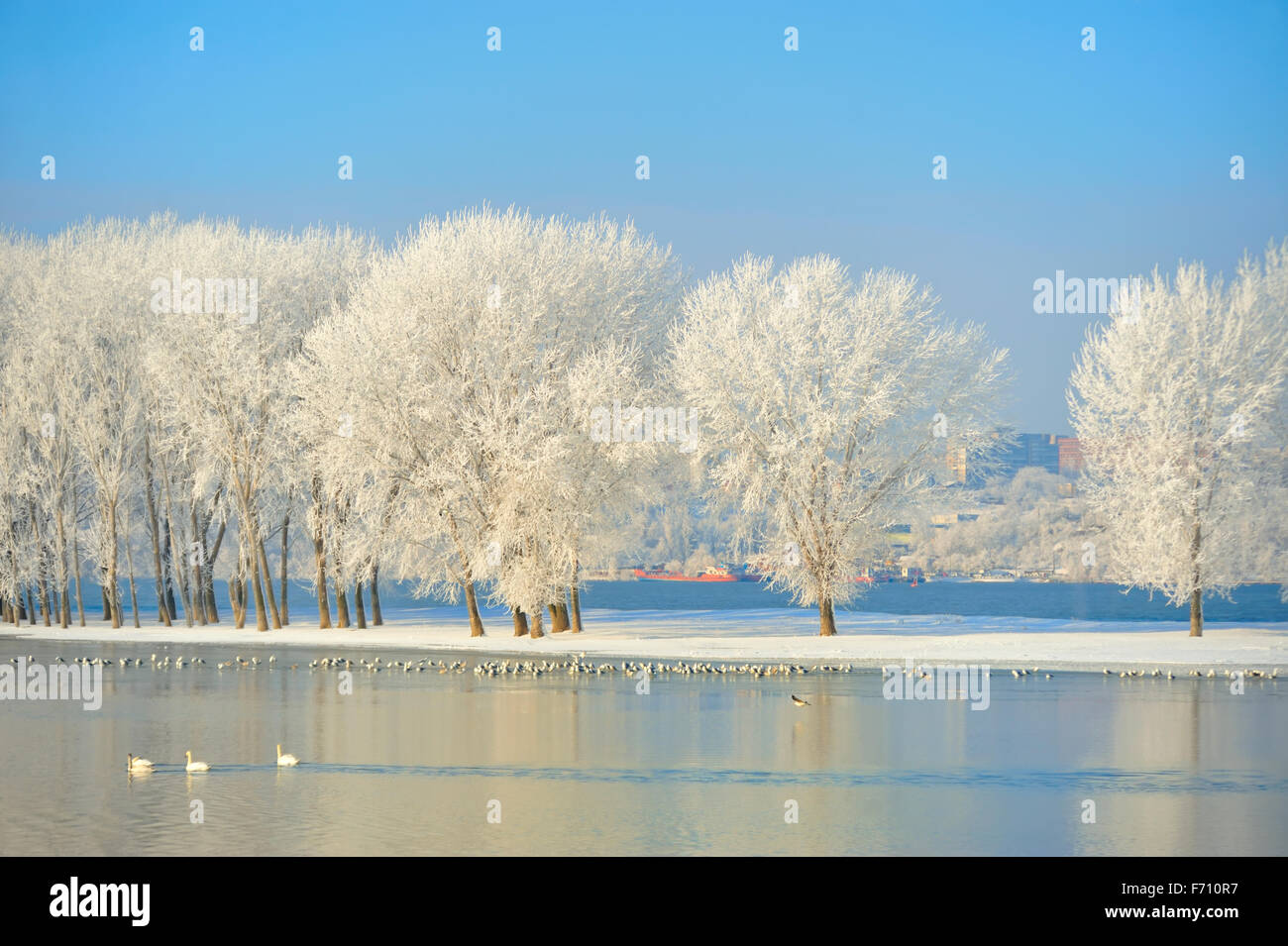 Gelido inverno alberi e uccelli sul fiume Danubio Foto Stock