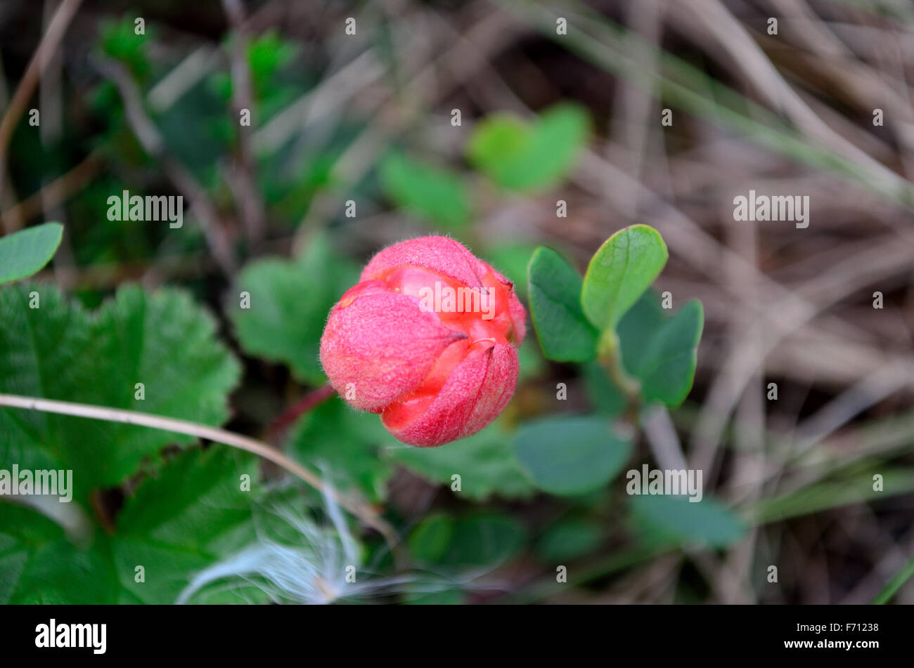 Red cloud berry nella natura Foto Stock