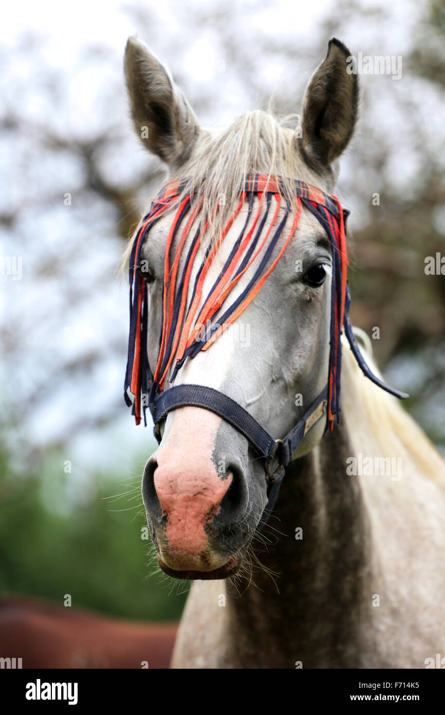 Colpo alla testa di una razza mare Arabico nel corral Foto Stock