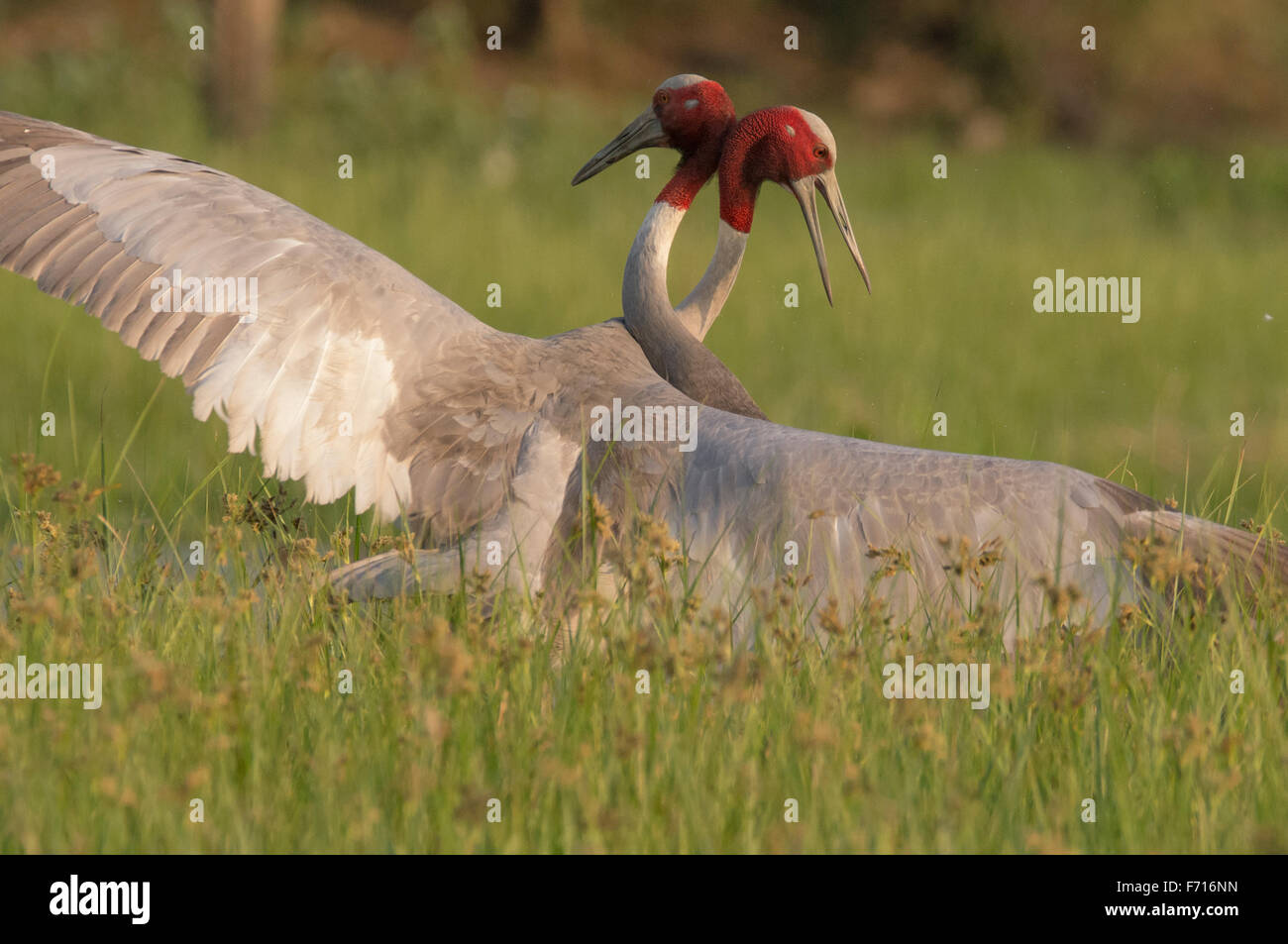 Gru Sarus (Grus antigone) combattimenti a Thol Bird Sanctuary, Gujarat, India Foto Stock