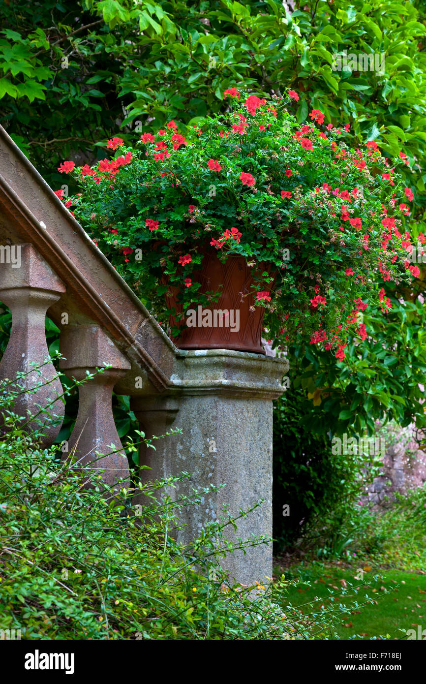 Red pelargonium fiori in un vaso su una scala di pietra in un giardino Foto Stock