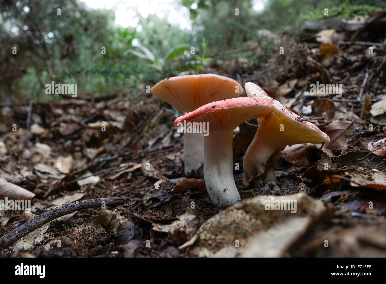 Il legno di faggio, sickener Russula nobilis funghi selvatici in foresta, Spagna. Foto Stock