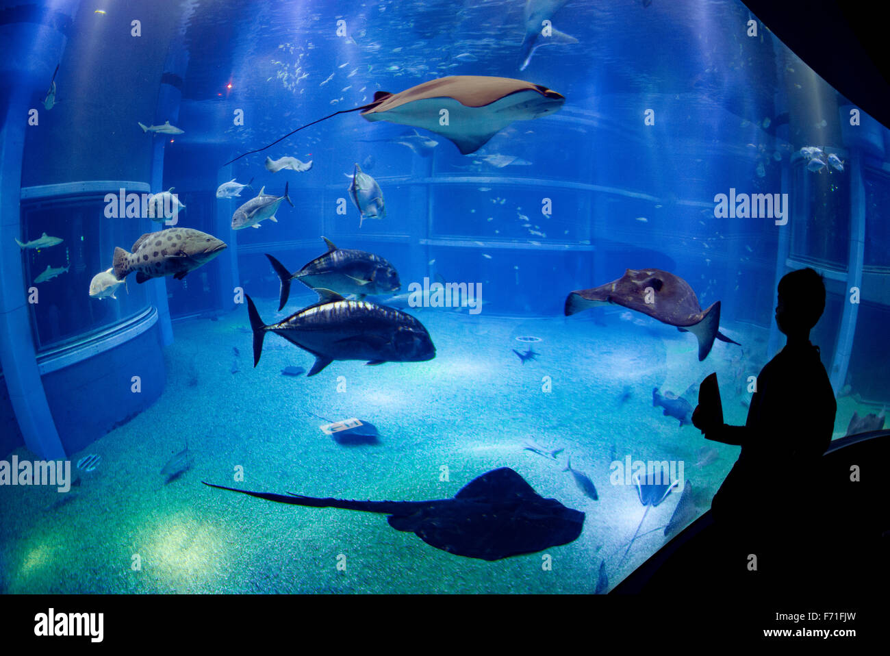 Acquario Di Osaka In Giappone Foto Stock Alamy Acquario Di Osaka In Giappone Foto Stock Alamy