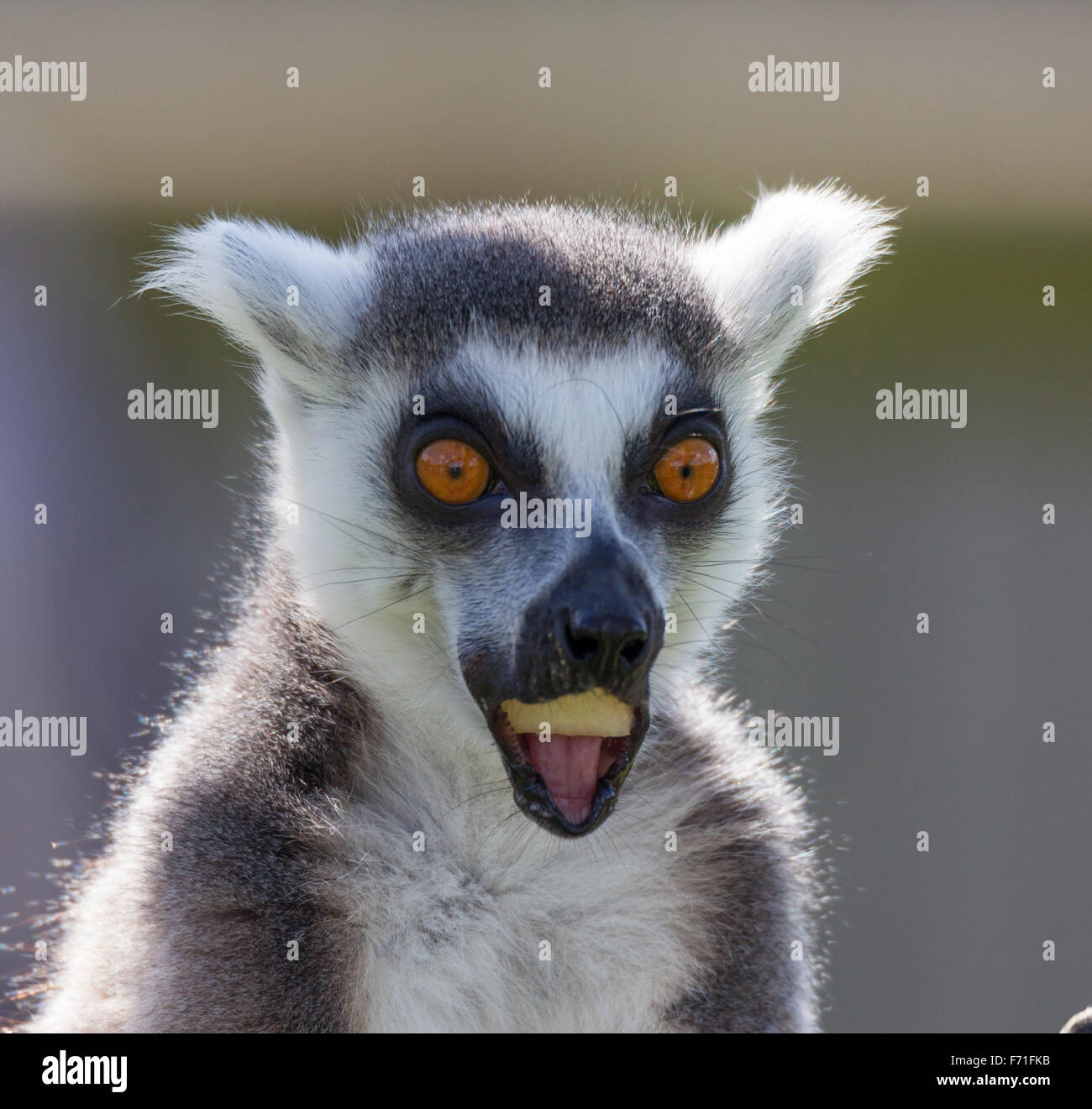 Bianco e nero lemure colpo di testa Foto Stock