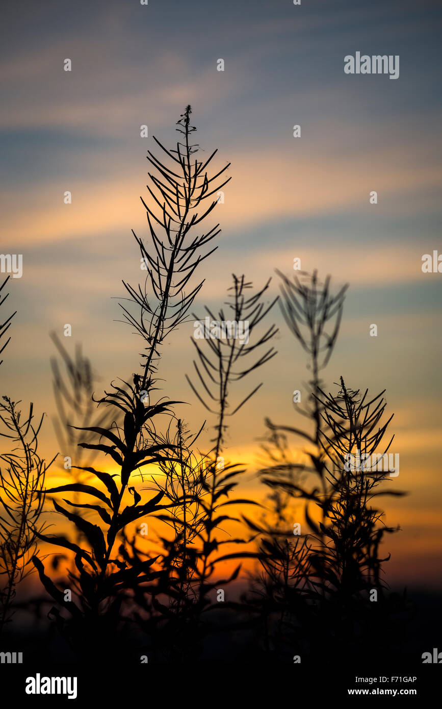 Rosebay Willowherb teste di seme stagliano contro un Cielo di tramonto. Foto Stock