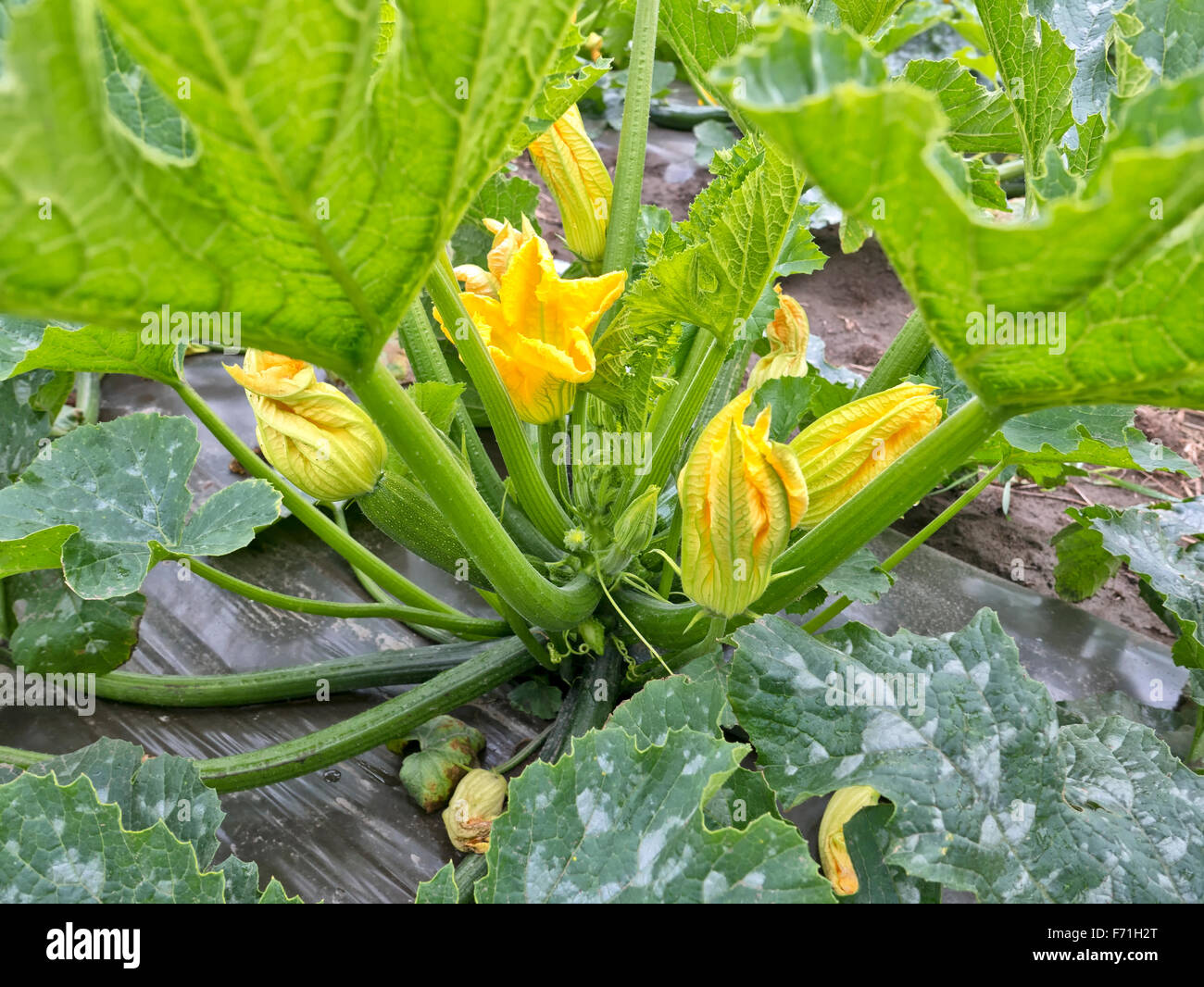 Impianto di zucchine, maschio e femmina fiori. Foto Stock