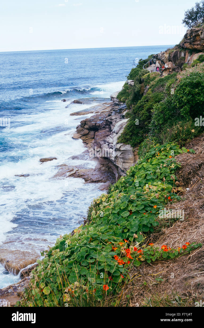 La spiaggia di Bondi cliff walk Foto Stock