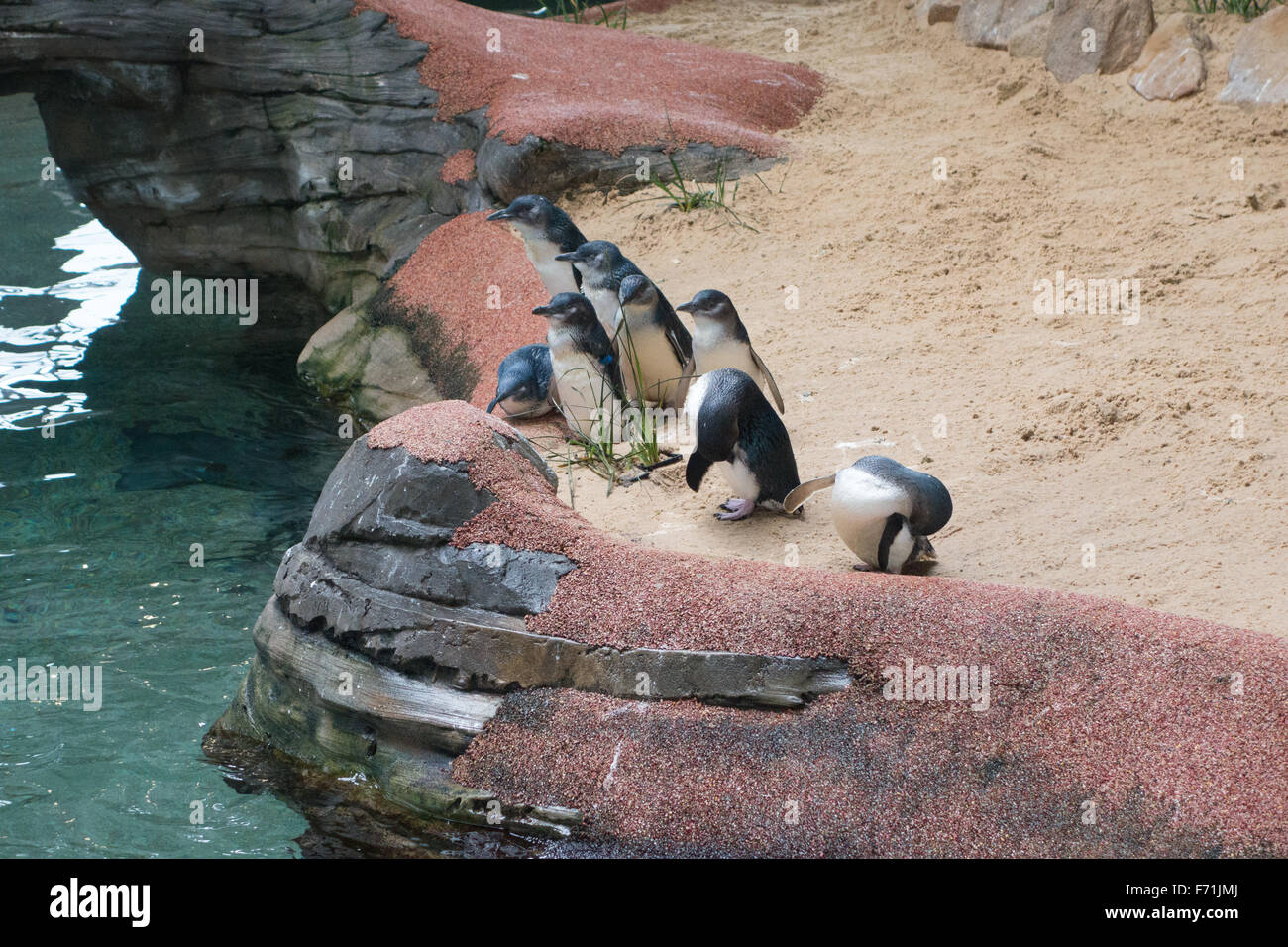 I pinguini all'interno di Manly Sea Life Santuario Foto Stock