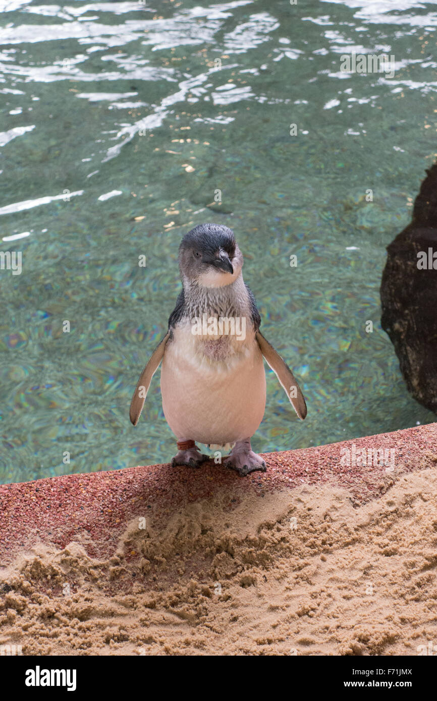 I pinguini all'interno di Manly Sea Life Santuario Foto Stock