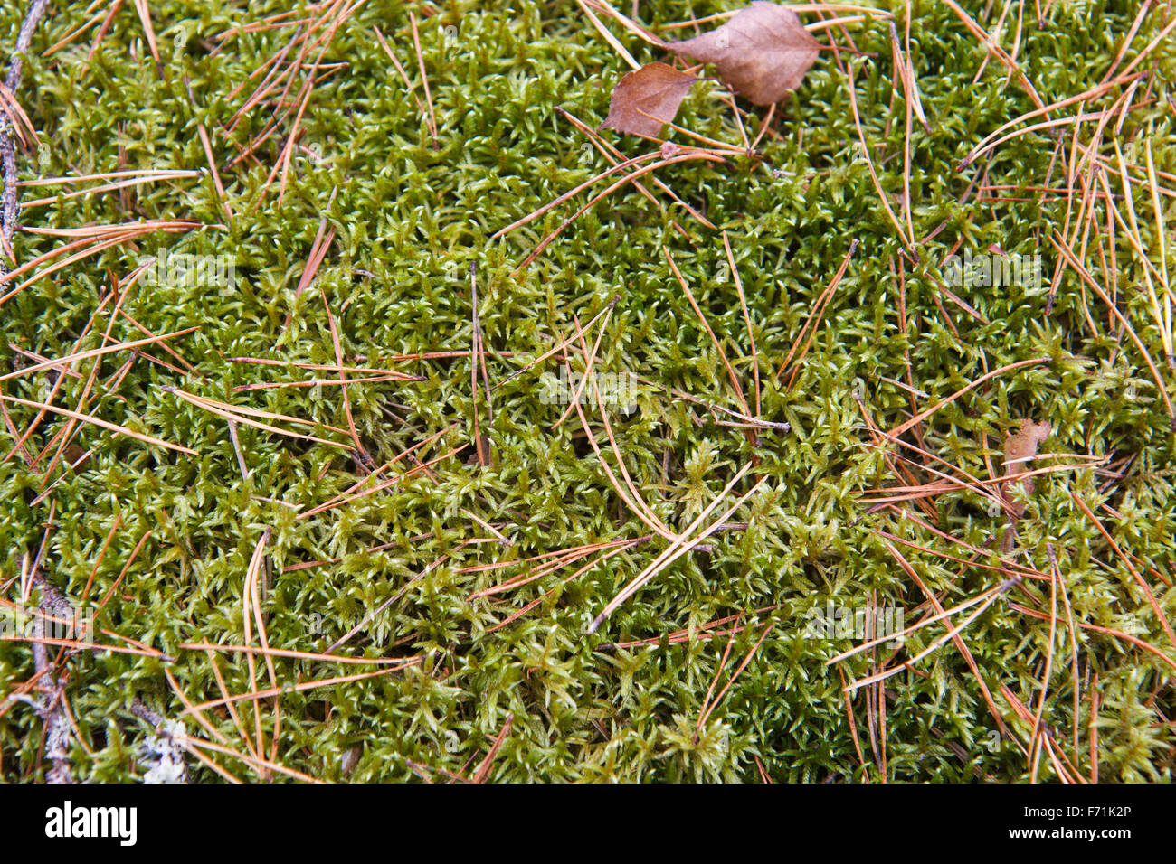 Verde terreno di muschio Foto Stock