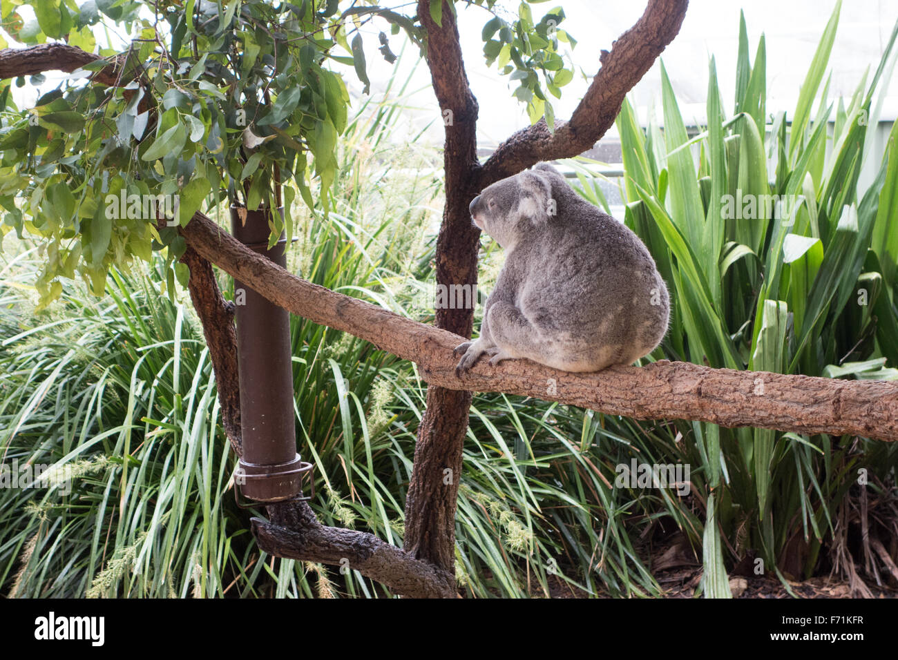Il koala bear struttura permanente Foto Stock