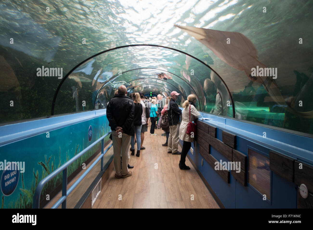 Le persone all'interno di SEA LIFE Aquarium di Sydney Foto Stock