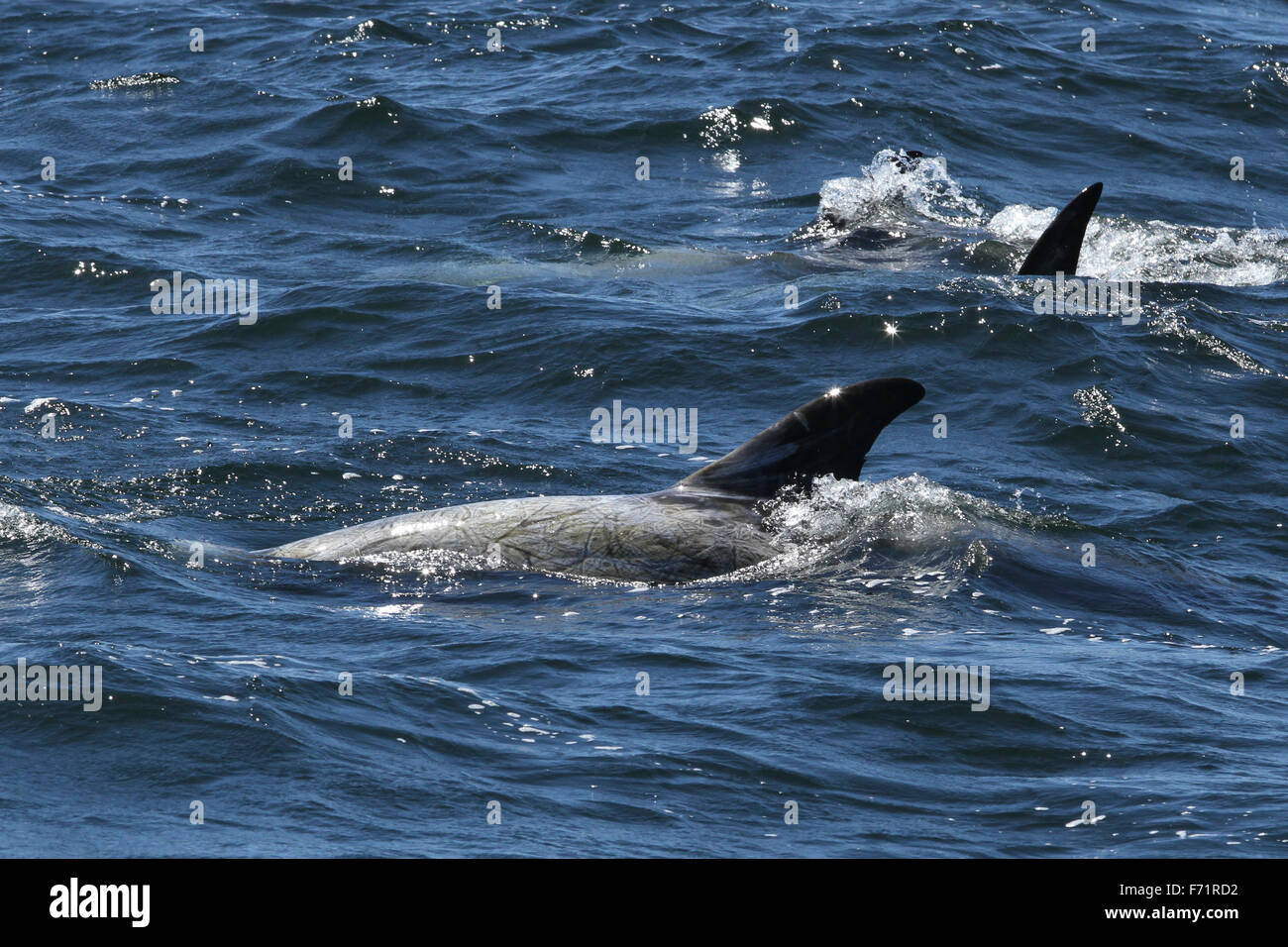 Risso i delfini nella baia di Monterey in California Foto Stock