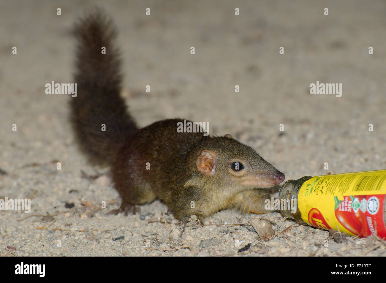 Asian rosso-cheeked scoiattolo (Dremomys rufigenis) mangiare salsa piccante Cilli Maggii, Perhentian island, Malaysia Foto Stock