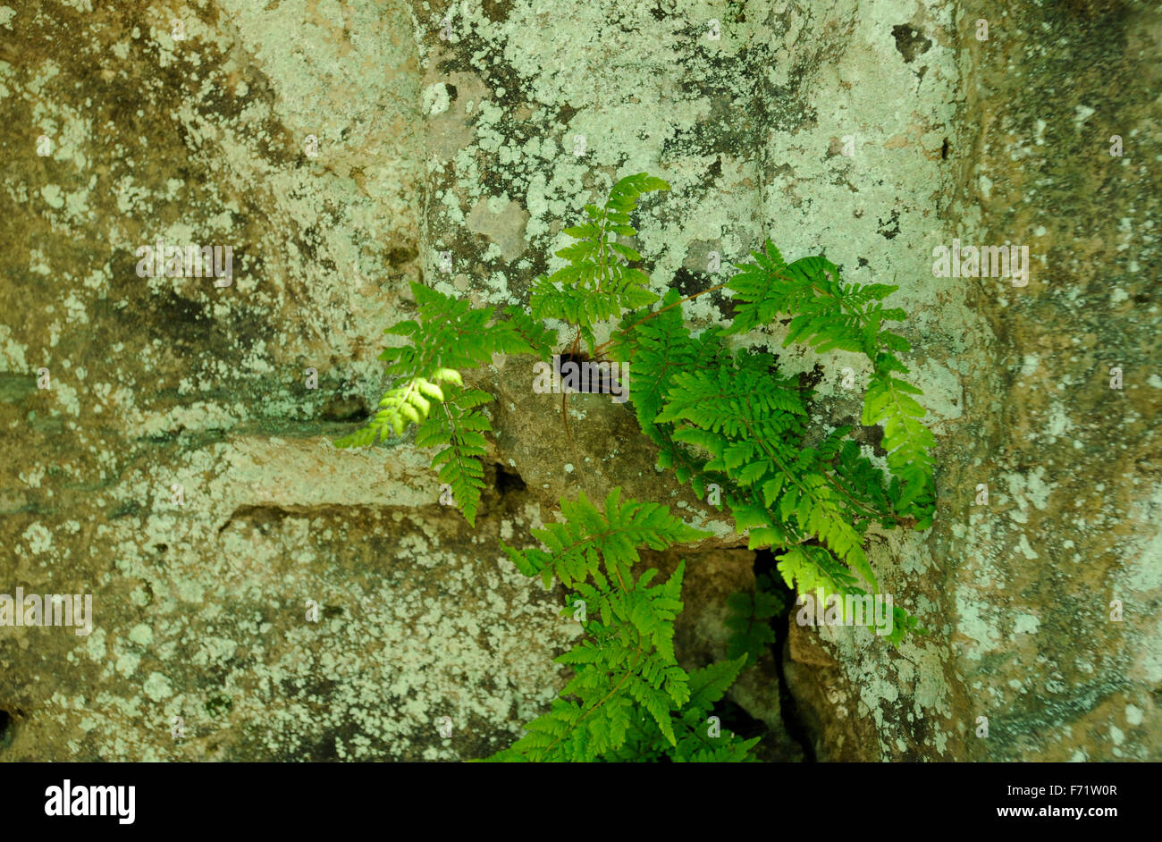 Felci e licheni crescono fuori della parete di roccia Foto Stock