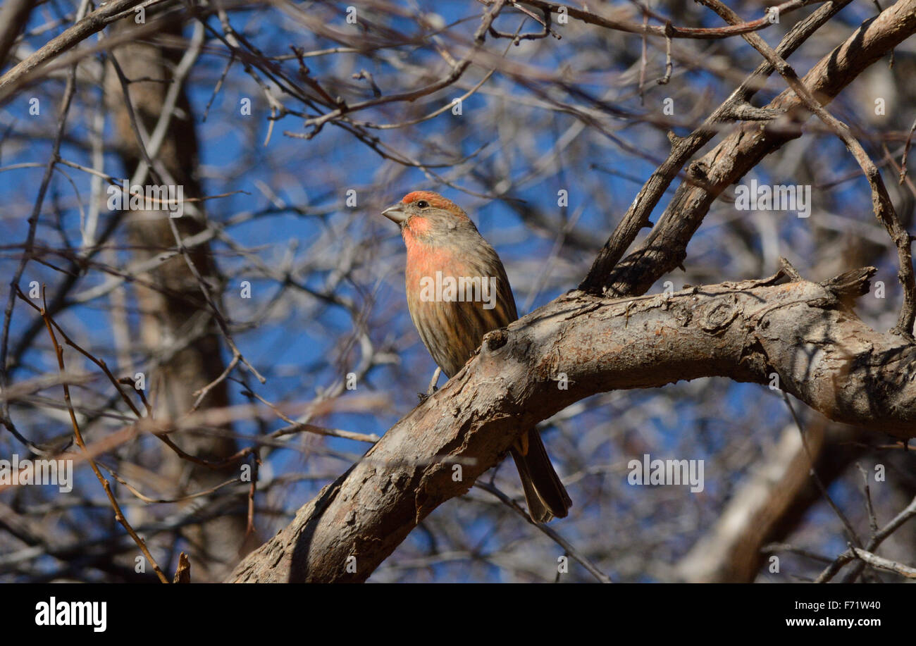 Casa maschio finch appollaiato sul ramo di albero Foto Stock