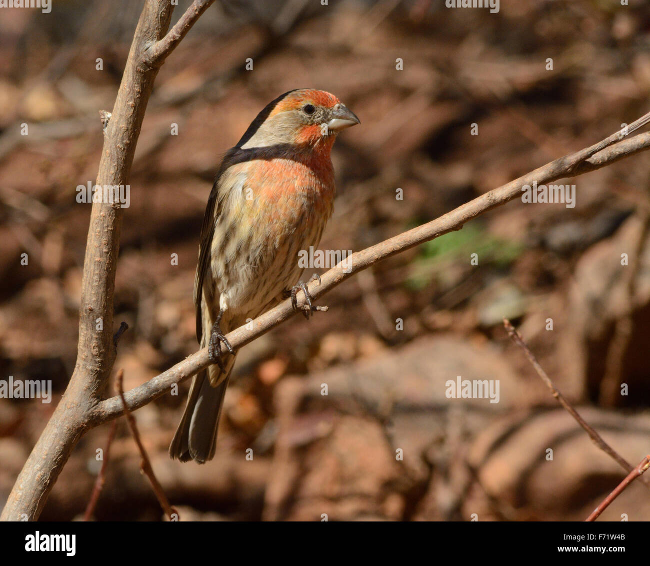 Casa maschio Finch uccello appollaiato sul ramo di albero Foto Stock