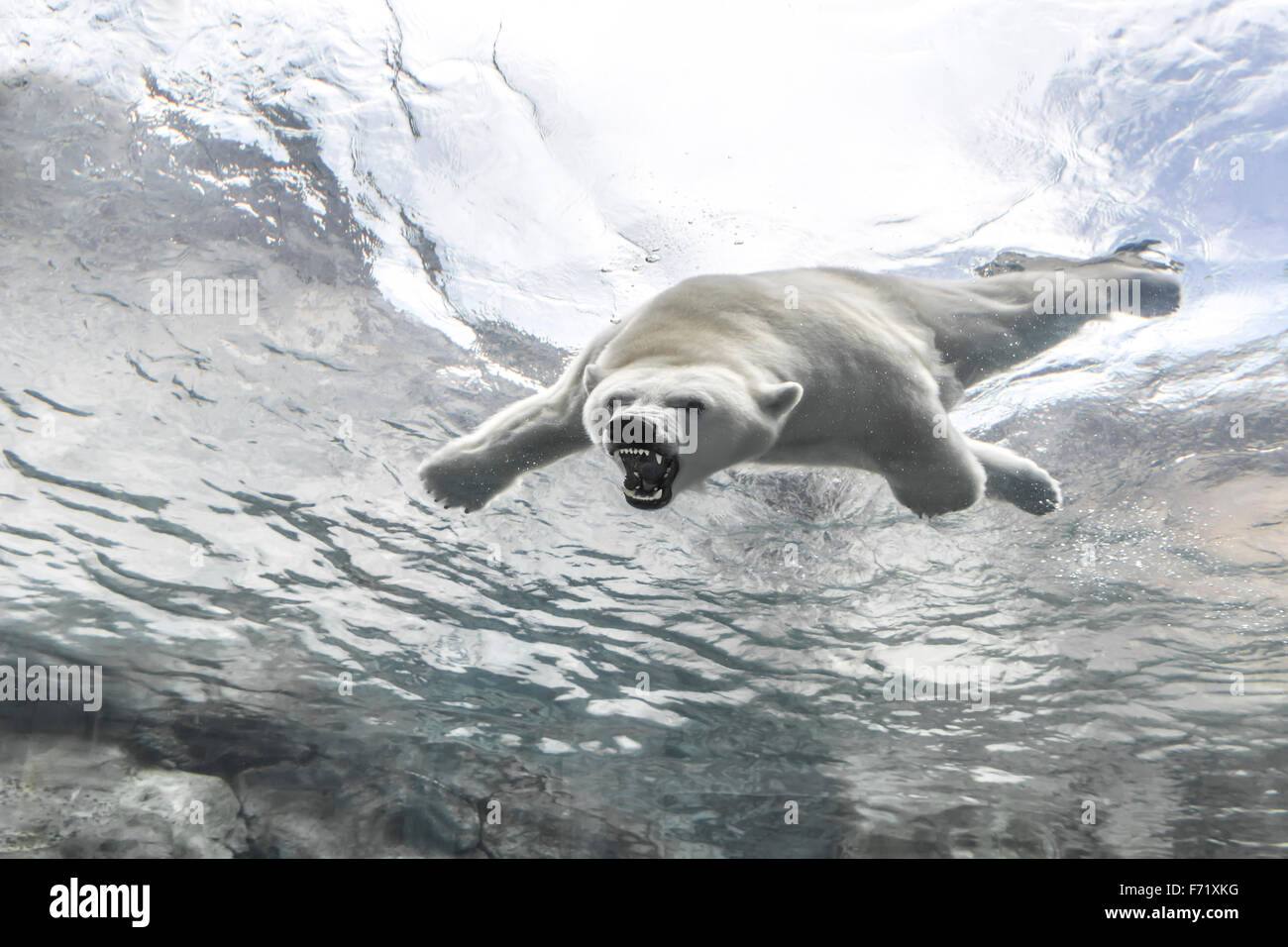 Aggressivo orso polare, nuoto sott'acqua di viaggio a Churchill, Assiniboine Park Zoo, Winnipeg, Manitoba, Canada Foto Stock