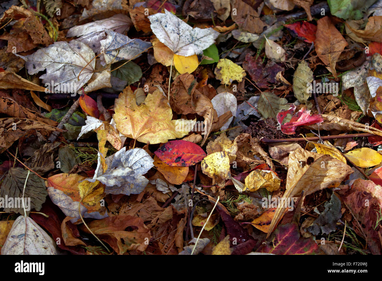 Una caduta di scena sul Shelter Island, New York come autunno Meteo foglie diventa marrone. Foto Stock